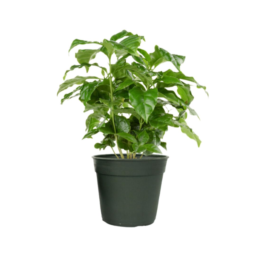 American Plant Exchange Arabica Coffee Live Plant single