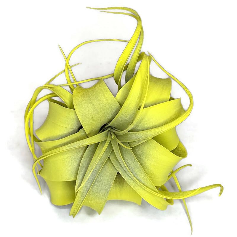 XL Xerographica Colored Air Plant, Live Tillandsia House Plant, Easy Care Indoor Outdoor, Great Gift, Healthy Arrival Guaranteed (Yellow)