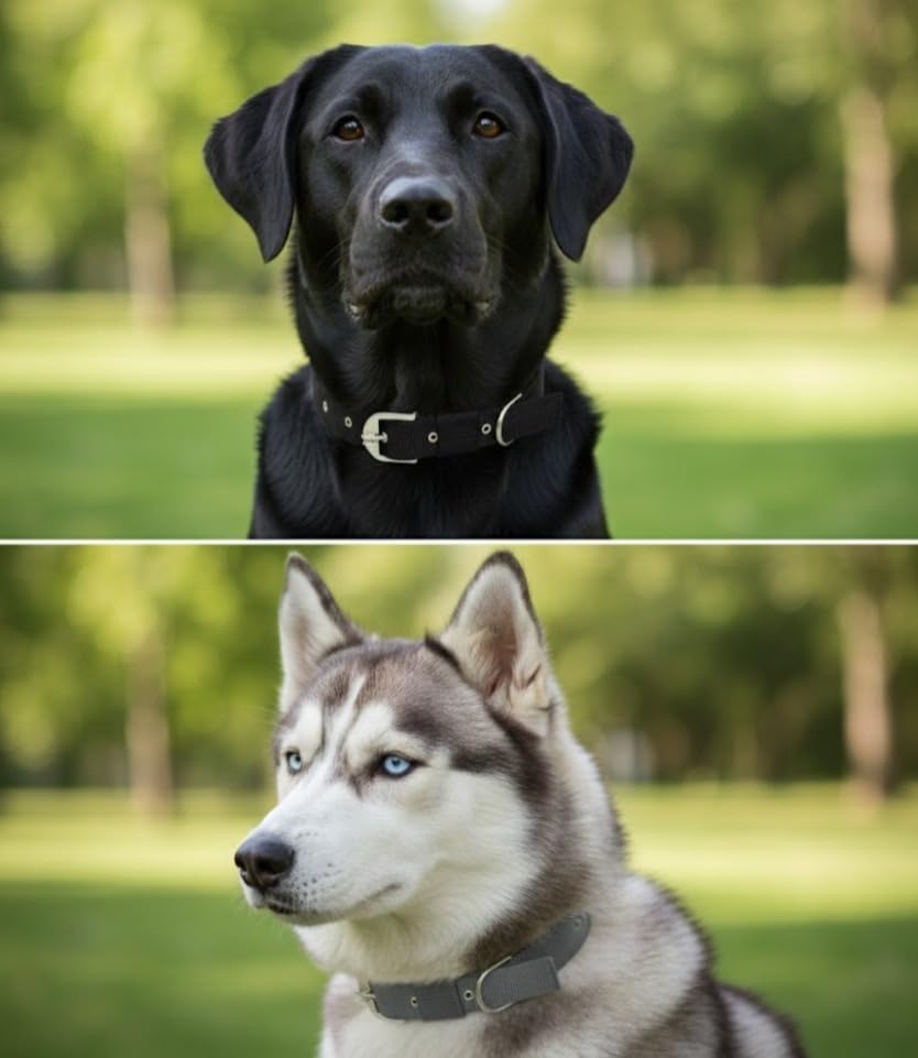 Image of Comfort Fit & Durable Nylon Dog Collar Combo Set - Safe & Adjustable Pet Collars-(Pack of 2) (Black & Grey)