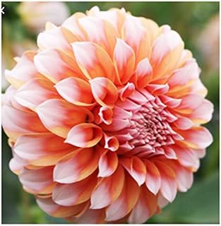 Peaches Cream Dahlia - Ball Dahlia