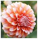 Peaches Cream Dahlia - Ball Dahlia