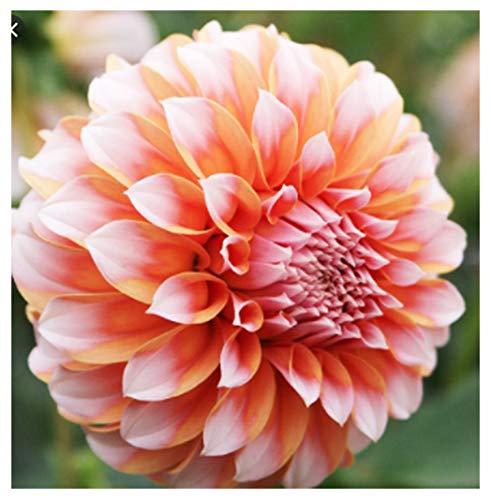 Peaches Cream Dahlia - Ball Dahlia