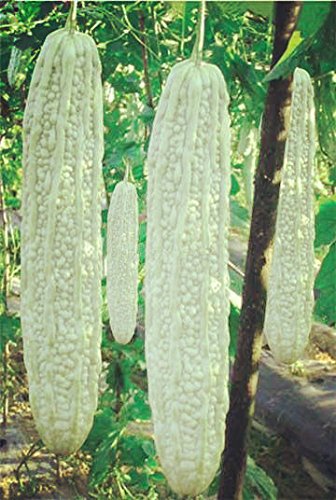 Garden Care Bitter Gourd White Long Seeds Pack Of 2 Seeds Each Amazon In Garden Outdoors