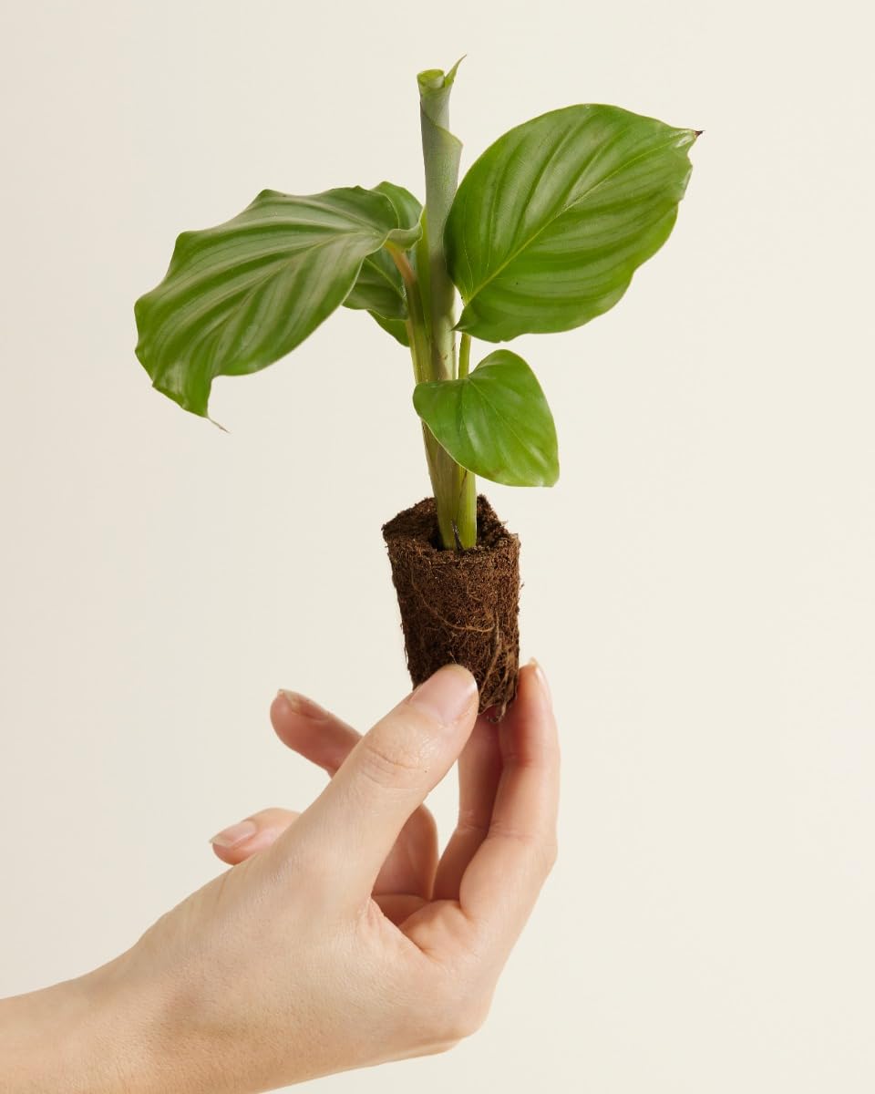 PLNTS - Baby Calathea Orbifolia - Zimmerpflanze - Gebetspflanze - Echte  Pflanzen fr Drinnen - 2cm Stecklinge - Hhe 15cm