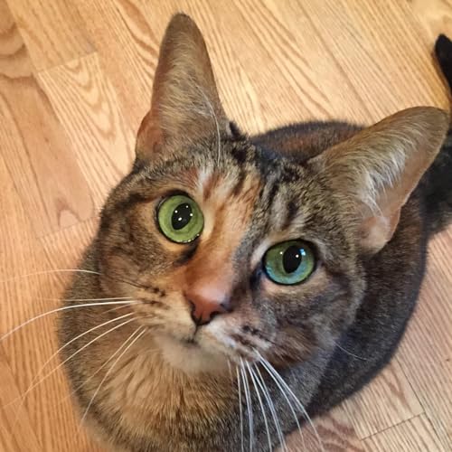 Cats: Glowing eyes, puffy tails and secret purrs