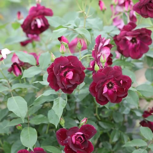 Semillas de rosal, semillas de exterior resistentes balcón Decoración jardín para exteriores para lugares soleados arbustos en 125pcs