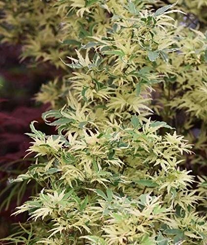 Butterfly Dwarf Upright Japanese Maple