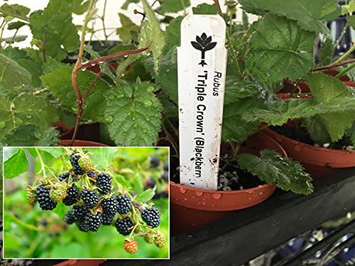 Triple Crown Thornless Blackberry Plant - Rubus Blackberry Live Plant