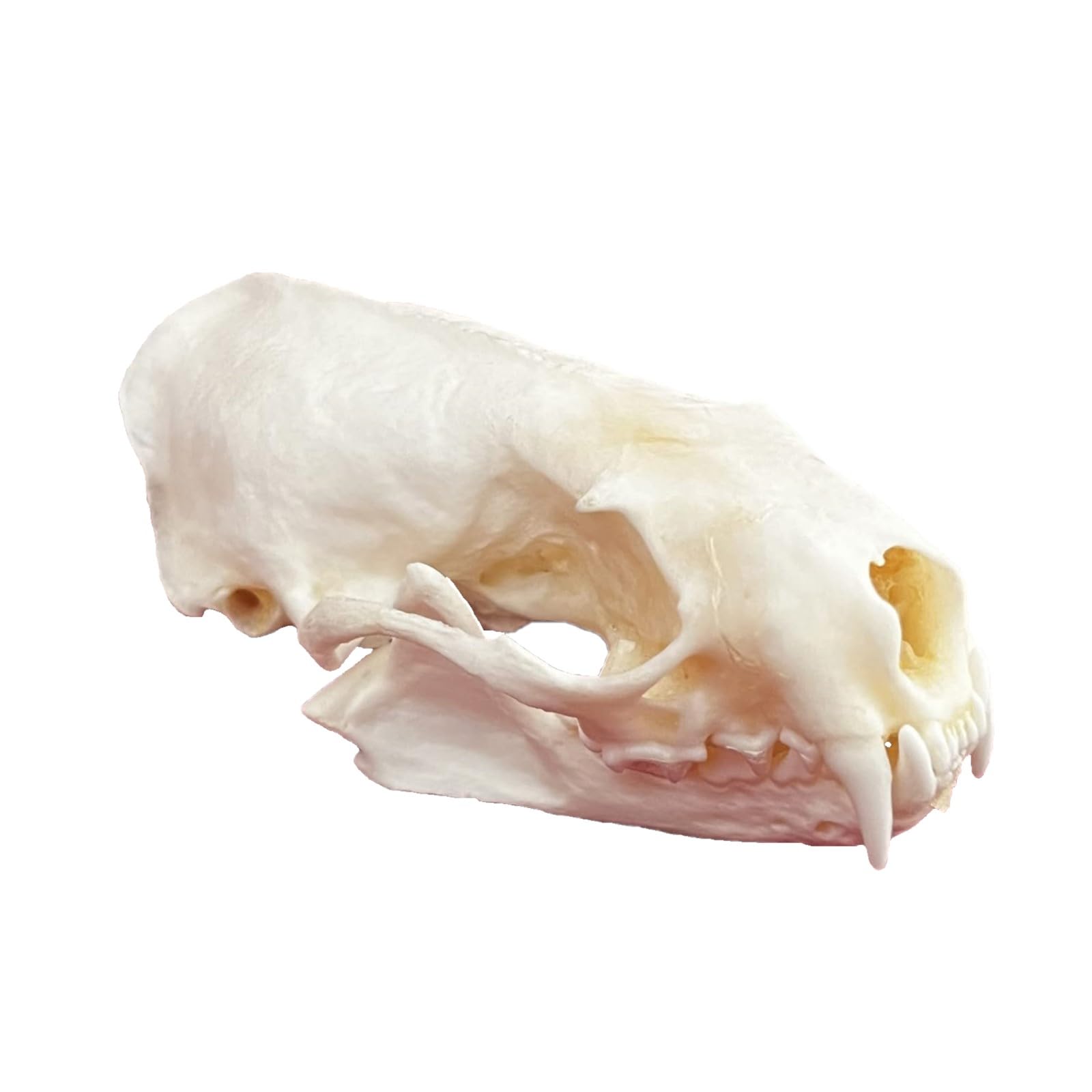 Drxrd Mink Skull Real Animal Skull Specimen, Natural Taxidermy Animal Bones, Resin Skulls Skeleton Decoration, For Science Education And Collections