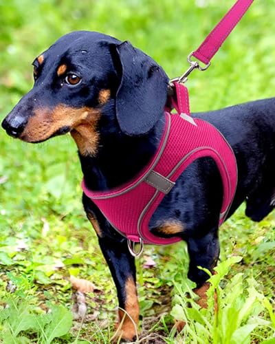 Joytale Hundegeschirr, Reflektierend Weich Gepolstert Hunde Geschirr, Air-Mesh Atmungsaktiv Brustgeschirr für Kleine Mittelgroße Hunde, M, Leuchtend Rosa