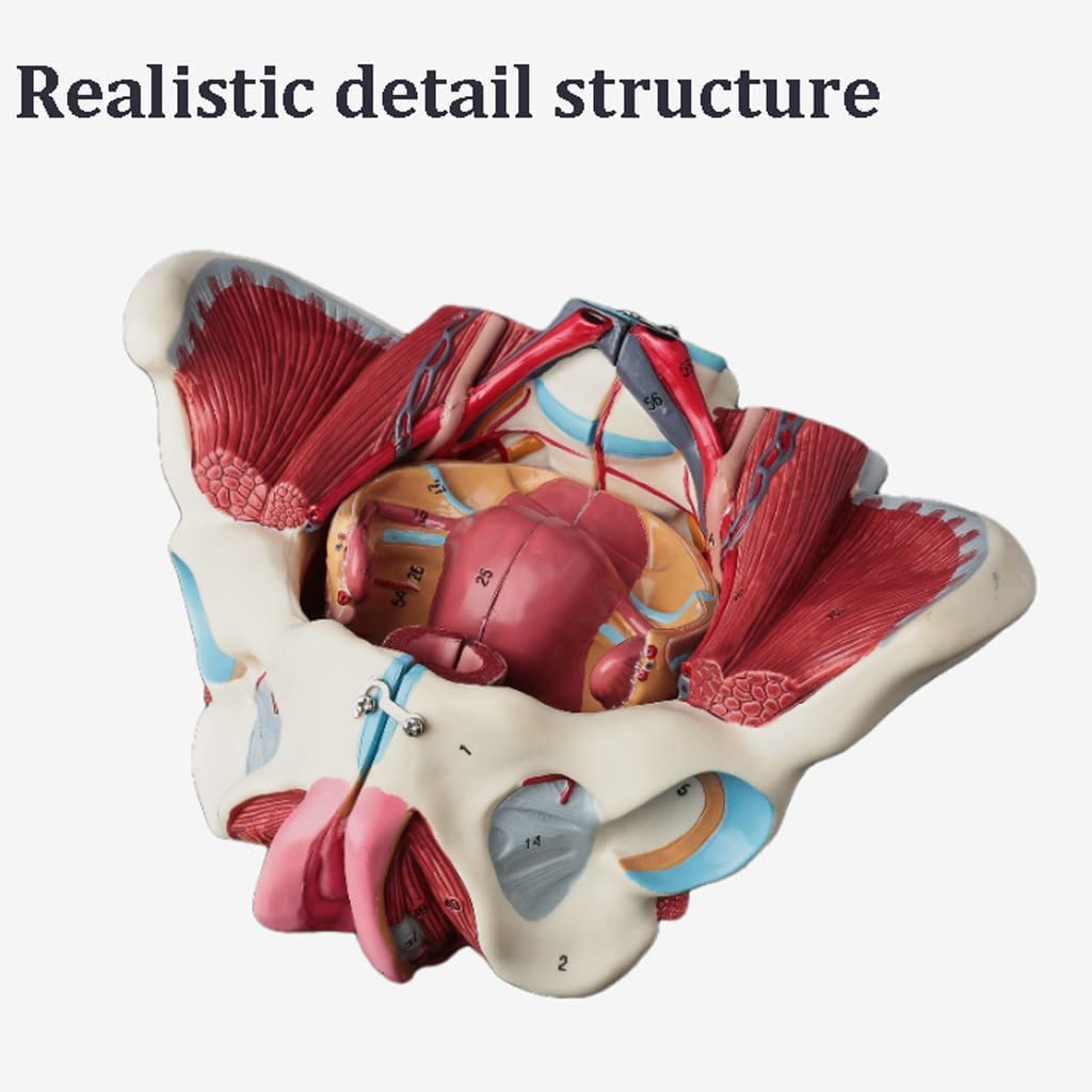 Female Pelvic Anatomy Realistic
