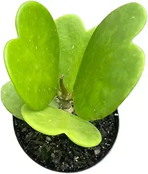 Suculenta Coração Hoya, Planta Natural, Mudas Lindas, Fácil Cultivo