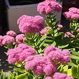 sedum tetti verdi semi di come bomboniera di selvatiche balcone per zone soleggiate sostenibili semi biologici selvatici 225semi