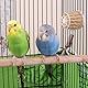 WOONEKY Vogelnestmaterial Aus Baumwolle Und Jute Atmungsaktives Und Bequemes Nistmaterial Für Kanarienvögel Wellensittiche Und Andere Kleine Vögel Wiederverwendbar Und Dekorativ Für Garten Und Balkon
