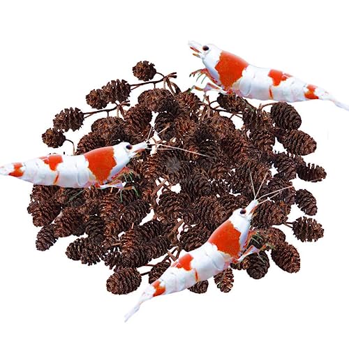SunGrow Alder Cones 50 Pcs