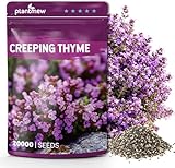 20000+ Creeping Thyme Seeds for Planting, Ground Cover Seeds, Fragrant Lawn Alternative for Garden, Paths & Landscaping (10g / 0.35 oz)