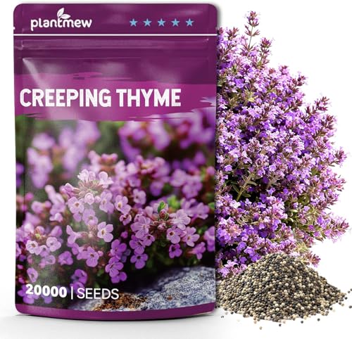 20000+ Creeping Thyme Seeds for Planting, Ground Cover Seeds, Fragrant Lawn Alternative for Garden, Paths & Landscaping (10g / 0.35 oz)