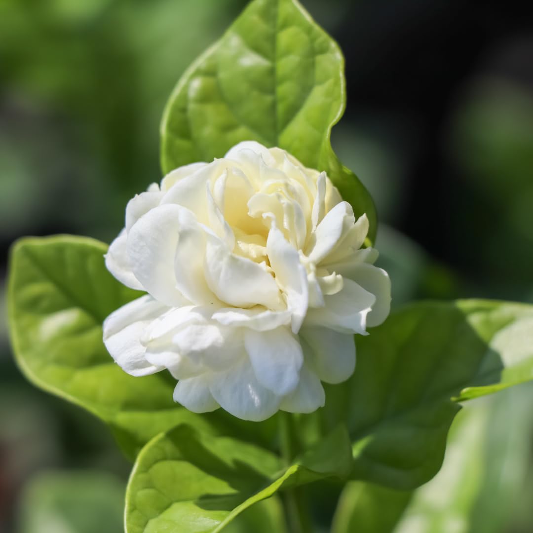 M-Tech Gardens Rare Jasmine Flowering Plant (Arabian Double Jasmine, Hybrid) Exotic Jasmine 1 Live Flowering Plant (B0BSSSTX4B) Amazon Price History, Amazon Price Tracker