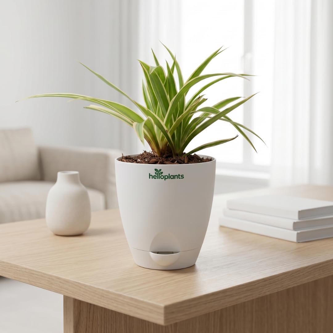 Spider Plant Chlorophytum Comosum Pet-Friendly Indoor Houseplant Air-Purifying Decor for Office and Home in a 4-Inch Self-Watering Matte White Pot-picture-20
