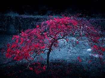 Paperback Harcourt Science: California Edition Book