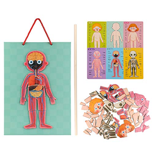 Human Body Puzzle For Kids Toddlers 90Pcs Magnetic Boy Girl Anatomy Play Set Body Parts Organs Muscles Skeleton And Bones Wooden Puzzle Toys For Kids Aged 3+ Educational Learning Preschool Toys #TOP5