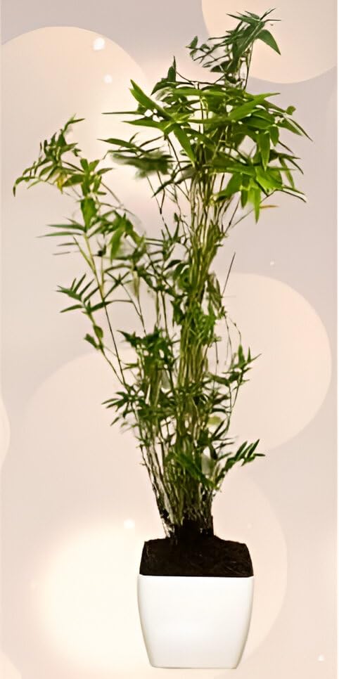 Green view Golden Mini Bamboo Plant Holy And Fengsui Golden Bamboo Live Plant With Pot (B0CKN895VP) Amazon Price History, Amazon Price Tracker