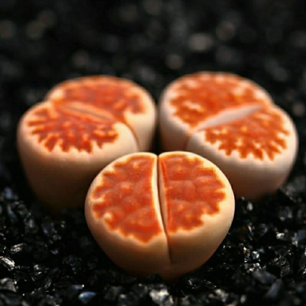 3PCS Blood red Mini Size Lithops Rare Lithops meyeri Small Succulent Plants Live Cute Exotic Desk Succulent Plants for Office Mini Potted Unique Gift.