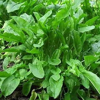 Rare Organic Sorrel Seeds "Belvilsky" Perennial Heirloom Herbs. 2000 Seeds.