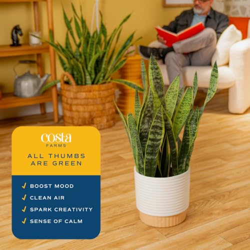 Image of Costa Farms Snake Plant, Live Indoor Plant, Air Purifying, Easy Low Light