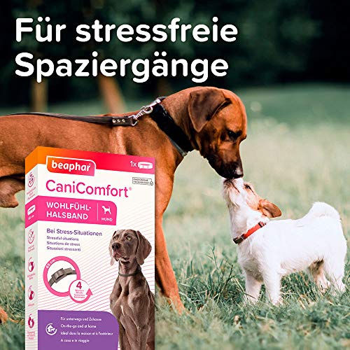 BEAPHAR - CaniComfort® Wohlfühl-Halsband - Für Hunde Aller Rassen Und Jeden Alters - Pheromon-Technologie - Beruhigt In Stress-Situationen - Für Unterwegs Und Zuhause - Wirkt 4 Wochen - 65cm - Grau