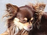 1art1 Chiens Poster Chihuahua À Poil Long Marron Affiche Reproduction 80x60 cm