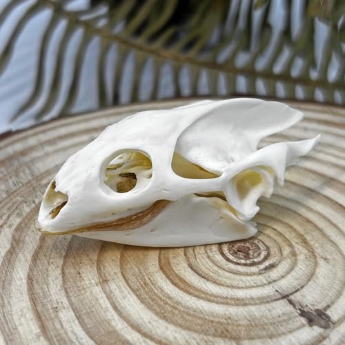 Image of Taxidermy Real Animals Skull Decor - Model Animals Bones Specimen,Taxidermy Supplies for Science Education,Collection (Turtle)