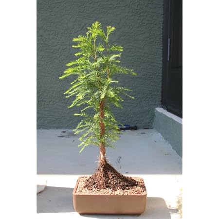 Amazon.com: Brussel's Bald Cypress Grove: Garden & Outdoor Amazon.com: Brussel's Bald Cypress Grove: Garden & Outdoor