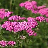 Achillea (Achillea millefolium) - Cerise Queen - 250 semi