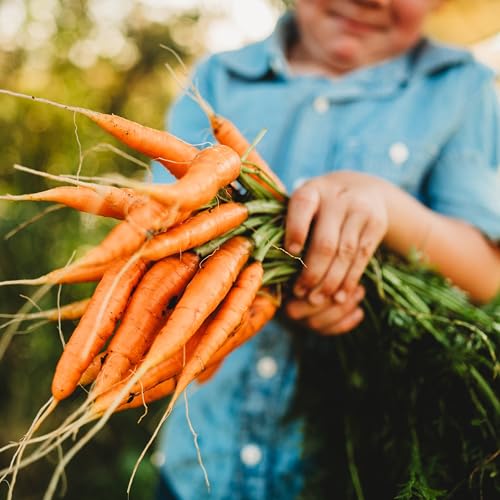 Bambino Carrot Seeds - Heirloom Mini Baby Carrots, Non-GMO