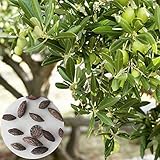 🌷Esta semilla se adapta a la mayoría de los suelos y puede cultivar plantas y flores saludables bajo la condición de suficiente luz solar y agua suficiente. Adecuado para principiantes, entusiastas a los que les gusta plantar, jardineros, fácil de plantar, fácil de cuidar, plantar en tu patio, jardín, huerto, granja, venir y construir tu jardín ideal.