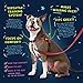 2 Hounds Design Freedom No Pull Dog Harness, Adjustable Harness, Easy Walking & Comfortable Control, Fits Small, Medium & Large Dogs, Solid Colors, Made in USA, 1