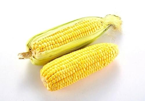 Sweet Corn 'Golden Bantam' 20+ Seeds for Home Gardening Planting Seeds