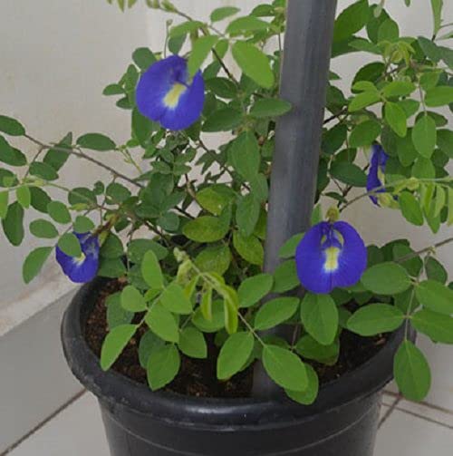 Bhajanlal GreeneryBlue Aprajita Flower Live Plant with beautiful pot (Asian pigeonwings)