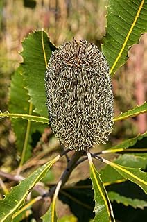 Native Green Seeds Flower Banksia Australia-20 Inch by 30 Inch Laminated Poster with Bright Colors and Vivid Imagery-Fits Perfectly in Many Attractive Frames