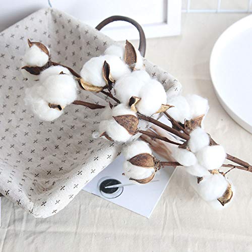 Cengnian Natural Dried Cotton Stems For Home Decoration Or Diy Wedding Bouquets thumb #5