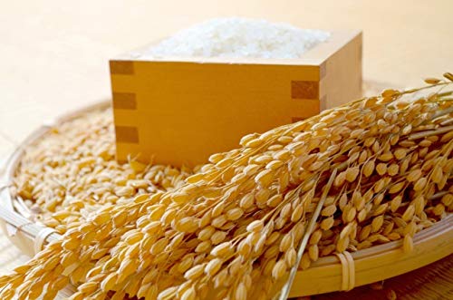 籾（もみ）米、はぜ掛け米15キロ　信州飯綱町　美味しさ長持ち籾保存　モチモチ艶々 籾（もみ）米、はぜ掛け米15キロ 信州飯綱町 美味しさ長持ち籾保存