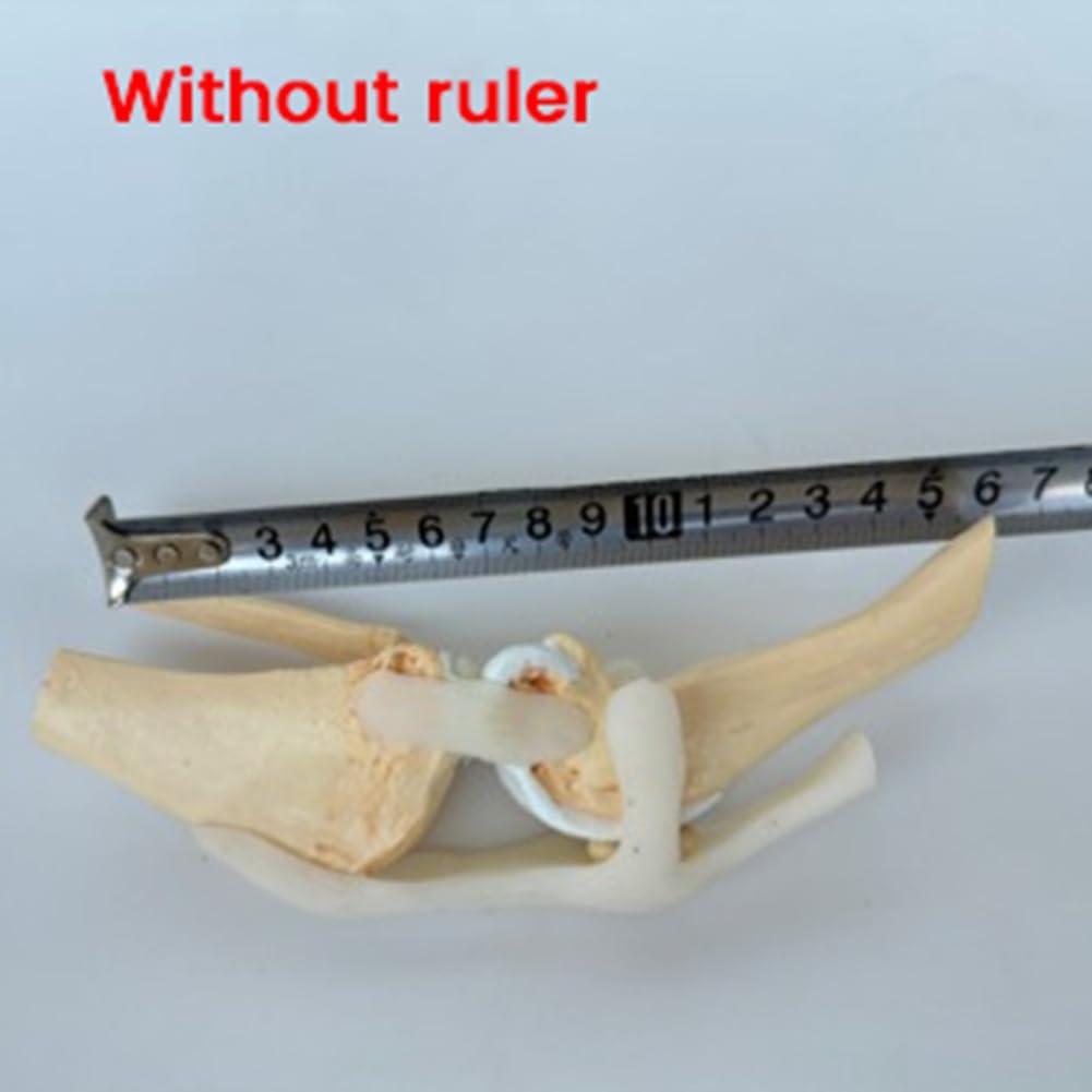 Kniemodell Von Hunden, Anatomisches Modell Des Hundegelenks, Hundeskelettmodell, Tierskelett, Anatomie, Medizinisches Wissenschaftsgeschenk