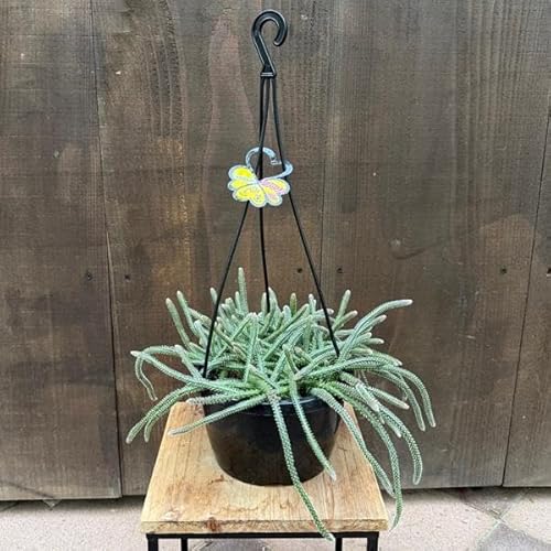 ������� �ϗt�A���F���v�T���X �s���J���p*6�� �݂蔫 Rhipsalis pilocarpa