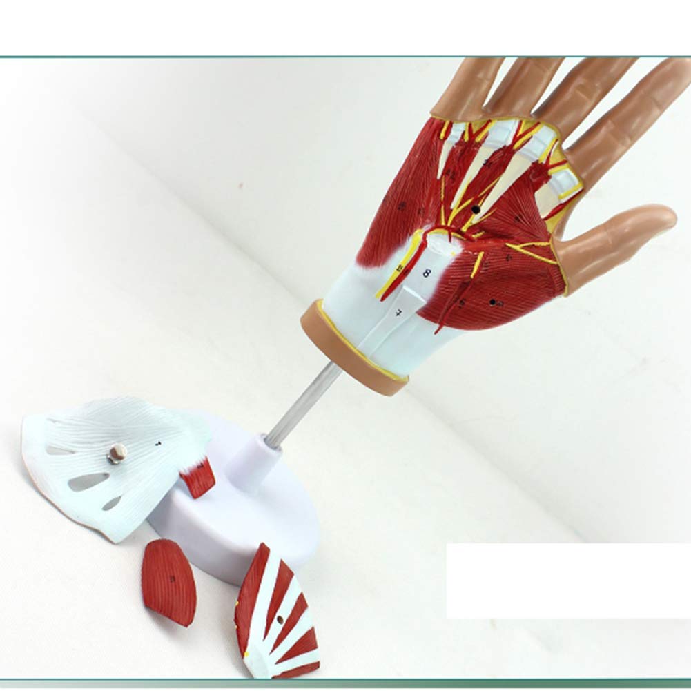 Model Anatomiczny Mięśnia Sercowo-Naczyniowego Dłoni, Model Ścięgna Mięśnia Sercowo-Naczyniowego, Odłączany, 4 Części, Zaawansowane Malowanie Ręczne, Do Wyposażenia Laboratoryjnego, Ozdoby Naukowe