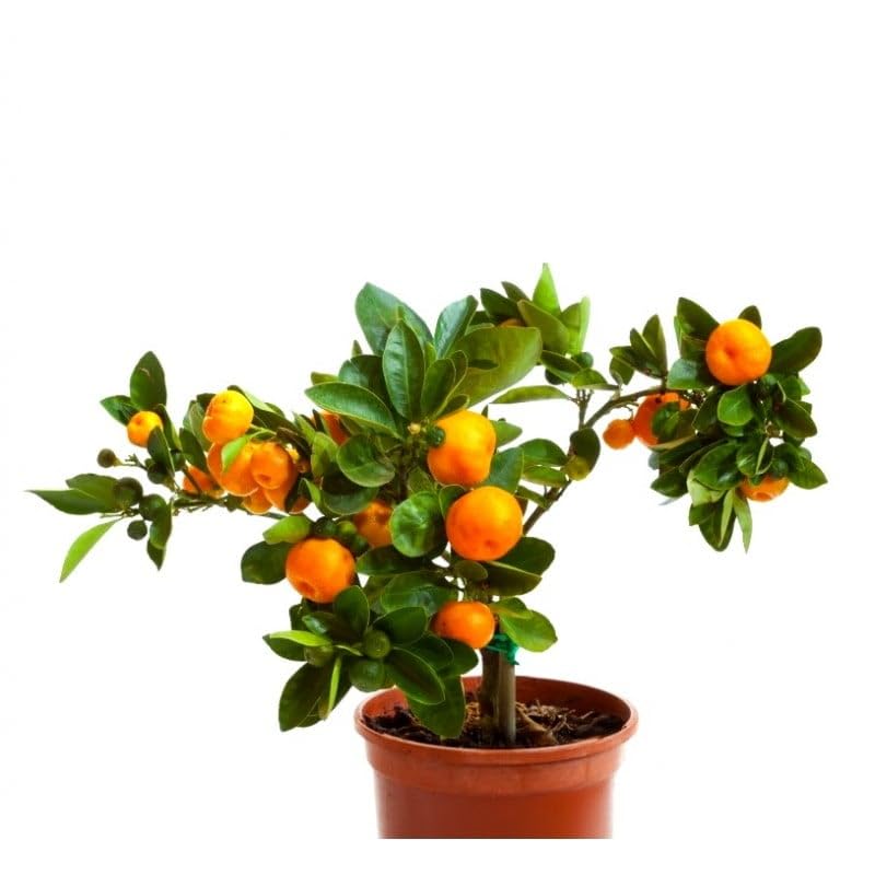 Live Orange Bonsai Plant | Beautiful Miniature Orange Fruit Tree for Indoor and Outdoor Spaces (B0DCSRCZPR) Amazon Price History, Amazon Price Tracker