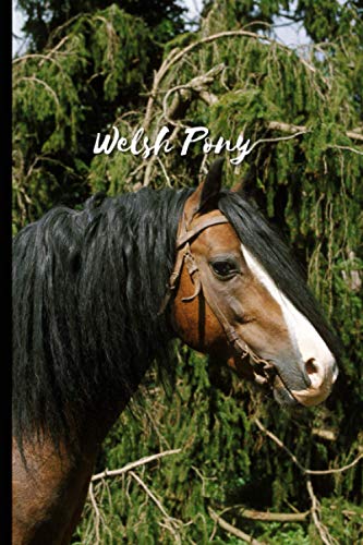  Welsh Pony: Journal and Notebook - Composition Size (6\