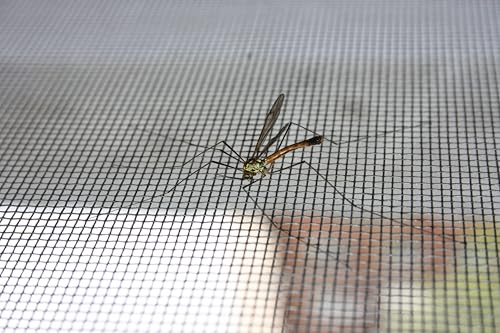 Tela Mosquiteira Fibra Vidro Cinza x 1,00m (por metro)