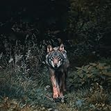  Galb Edhib [Explicit]