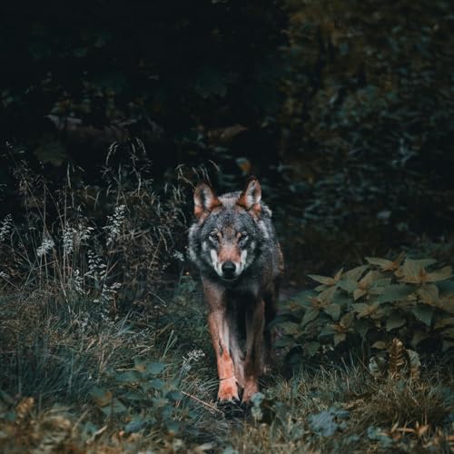  Galb Edhib [Explicit]